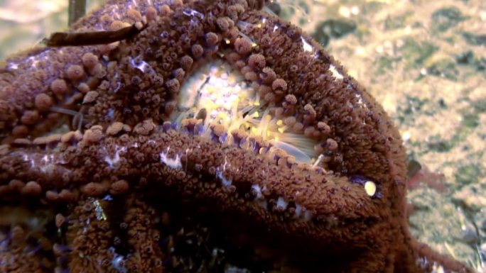 海星在日本海水下吃海胆的宏观视频。