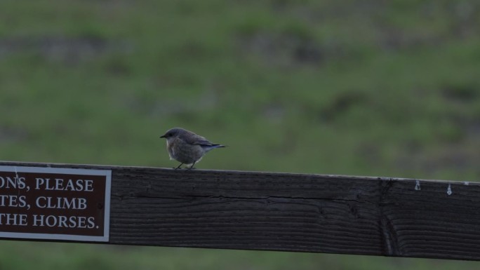 西部蓝鸟，加利福尼亚