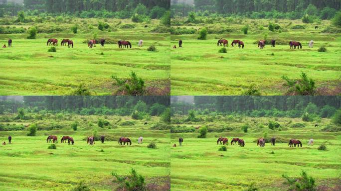 一群马在河边的绿色草地上吃草