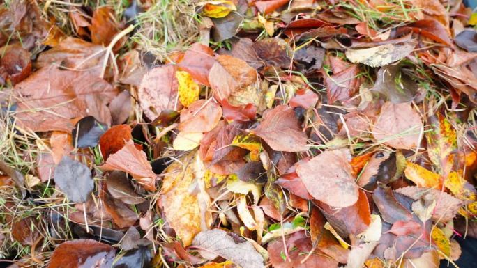 秋天的落叶覆盖了花园的土壤，冬天在花园的手推车上特写。平滑的镜头从潮湿的树叶上移开