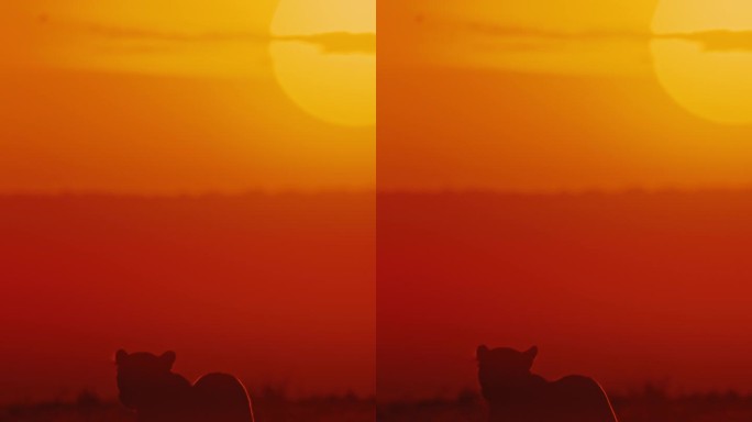 日落时分，豹子的剪影在橙色野生动物保护区散步