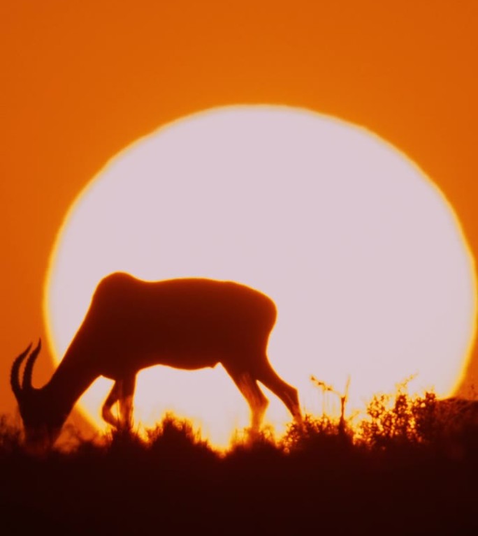 跳跃羚羊的剪影在田野里吃草，映衬着戏剧性的日出。跳羚的剪影在大太阳下吃草。神奇的视频。