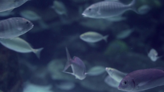 在透明的海水中，许多灰色的鱼在海洋深处混乱而平稳地移动