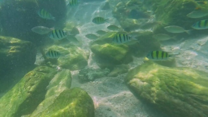 泰国普吉岛的科开岛(Kho Khai Island)，岛上有各种颜色的珊瑚鱼，位于Phangna，从