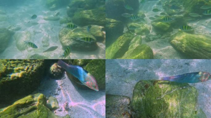 泰国普吉岛的科开岛(Kho Khai Island)，岛上有各种颜色的珊瑚鱼，位于Phangna，从