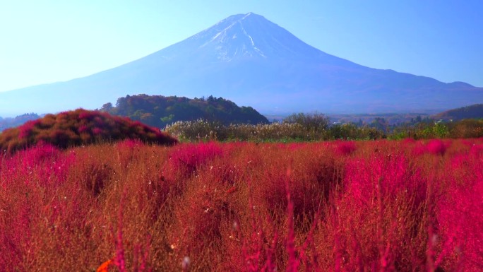 以富士山为背景的红色野牡丹