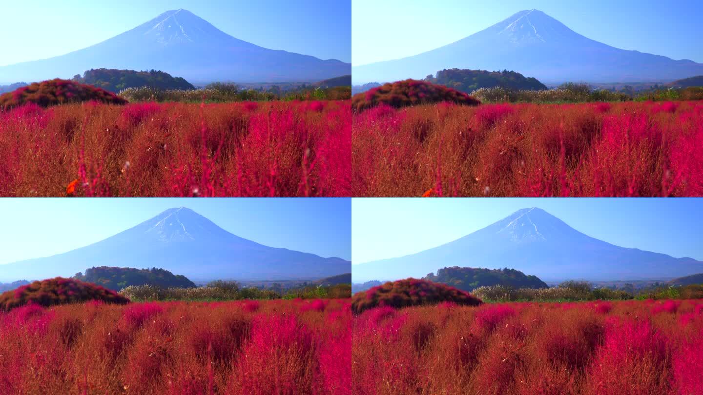 以富士山为背景的红色野牡丹