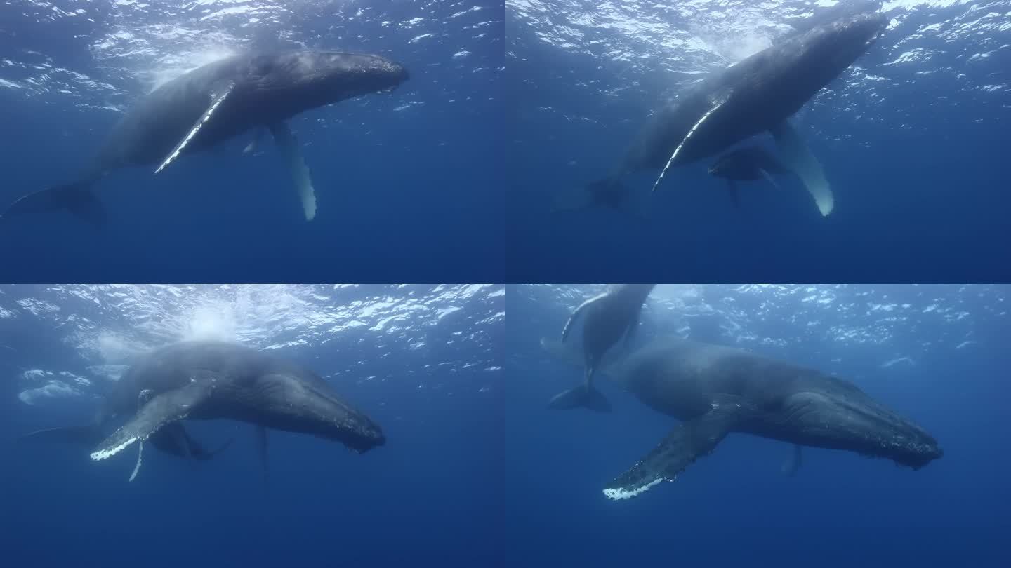 太平洋水下座头鲸母亲和幼崽的特写。