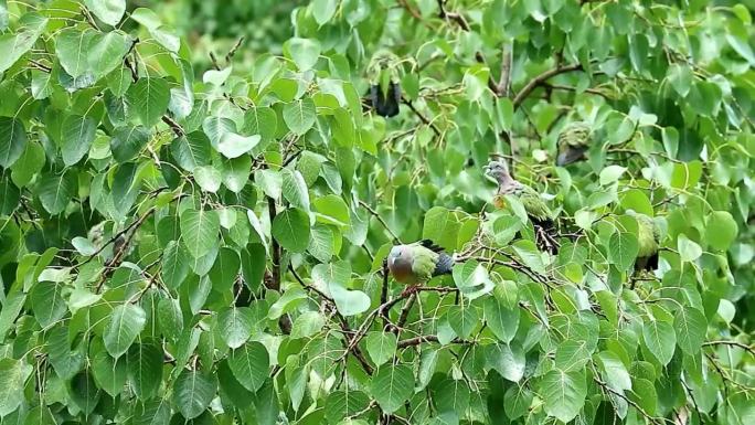 一群橙胸绿鸽子沐浴后在菩提树上梳理羽毛的镜头