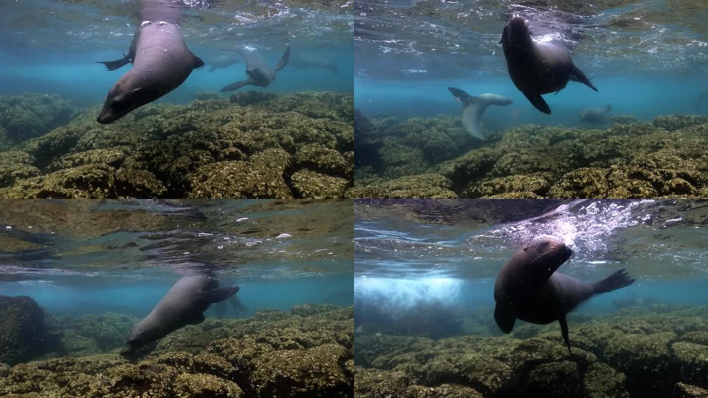 海狮在水下游泳的美丽画面。