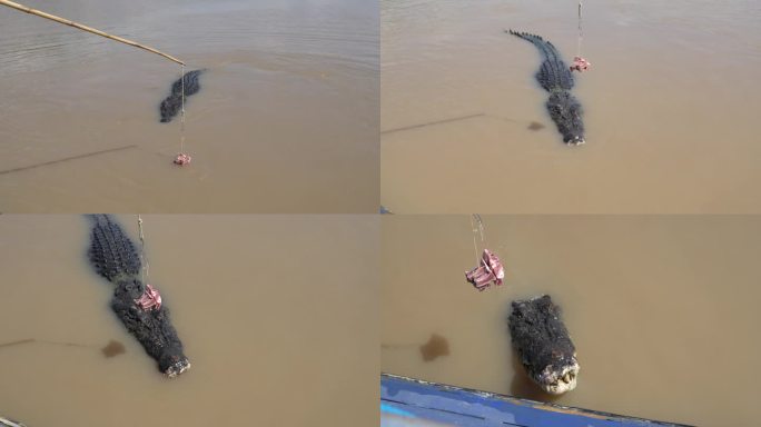 野生澳大利亚河口(咸水)鳄鱼在船上进食