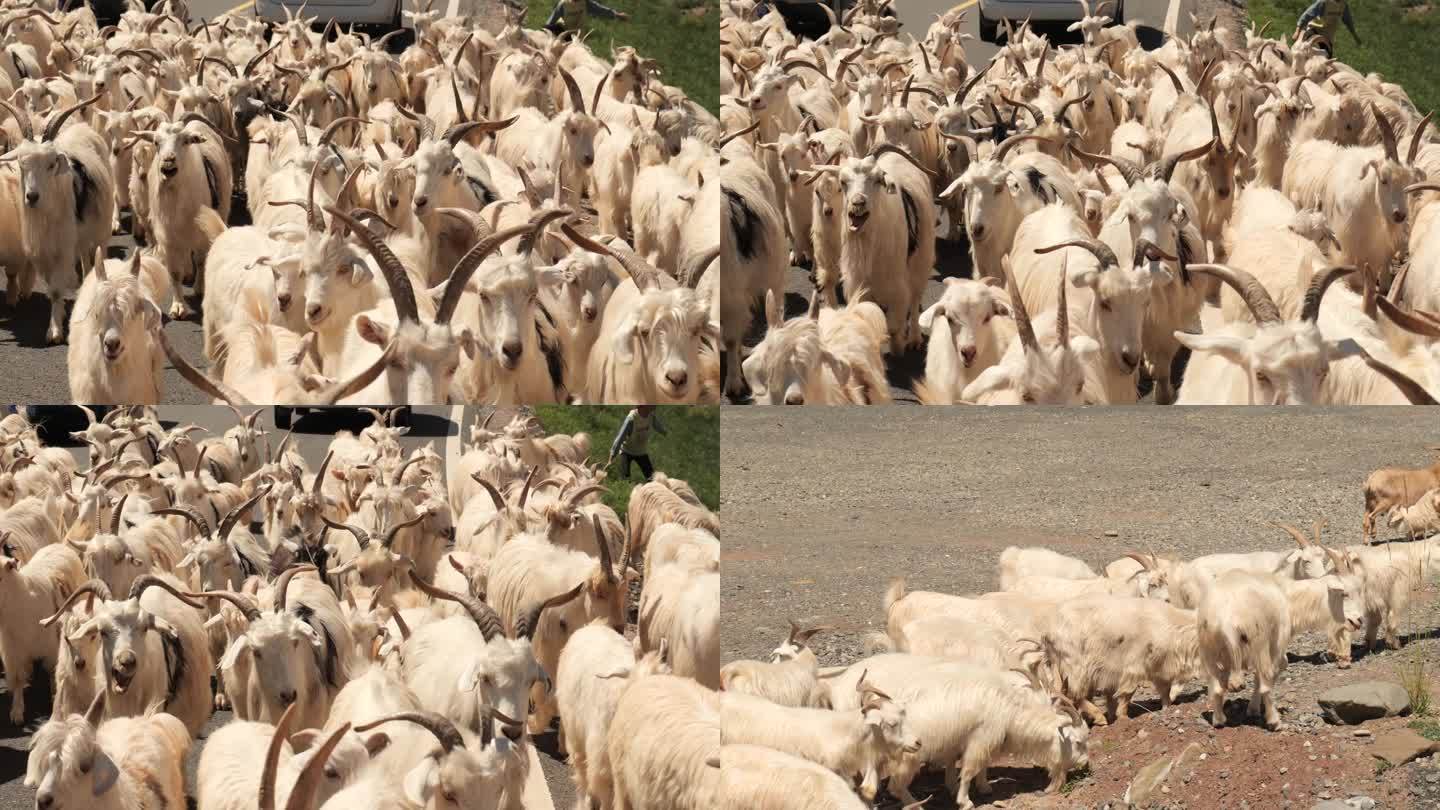 羊群生态牧场
