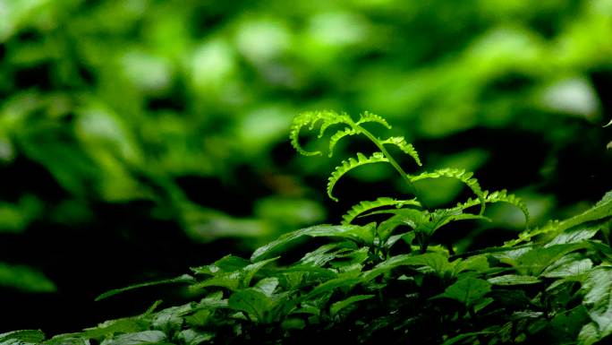 原始森林雨景 雨中植物