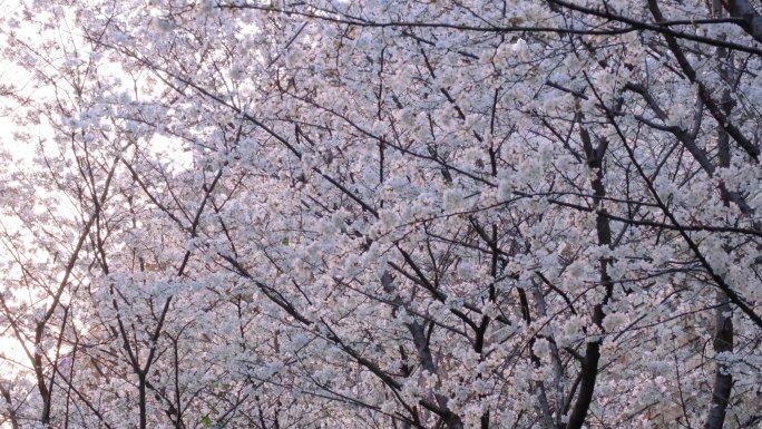 春天花朵樱花盛开植物风景视频素材9
