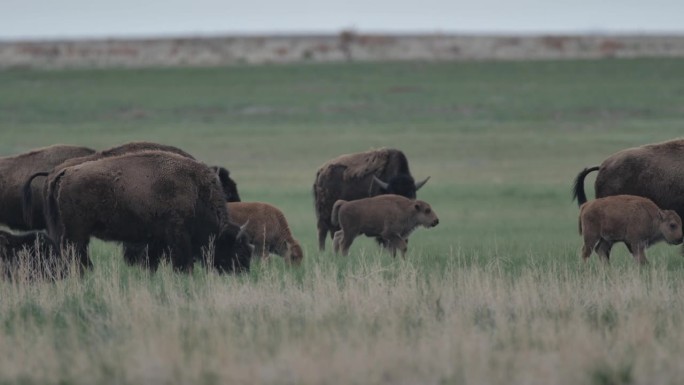 放牧野牛:黄石国家公园:拉马尔山谷