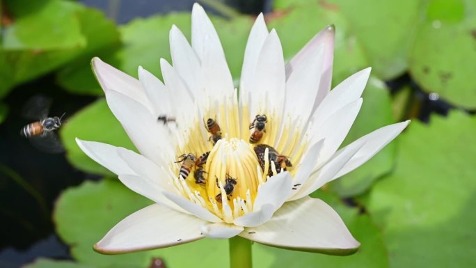 一群采集莲花花蜜的蜜蜂。