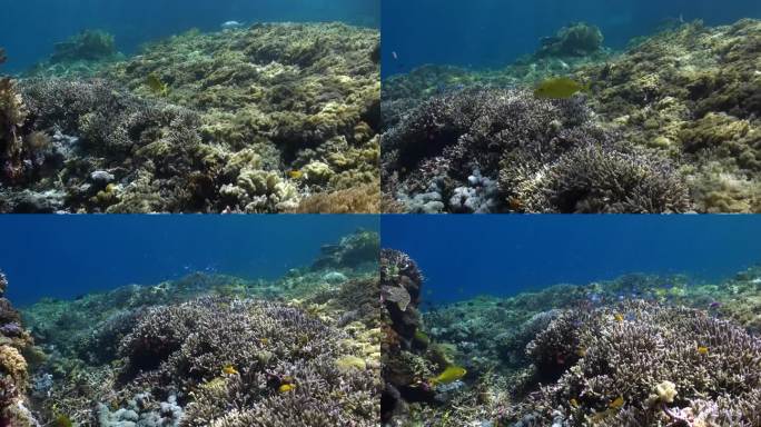 巴厘岛的水下美景和珊瑚礁形成了迷人的景观。