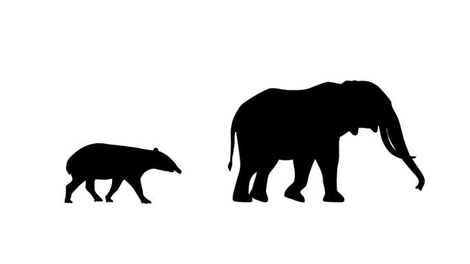 大象和貘的动画貘电影大象和貘