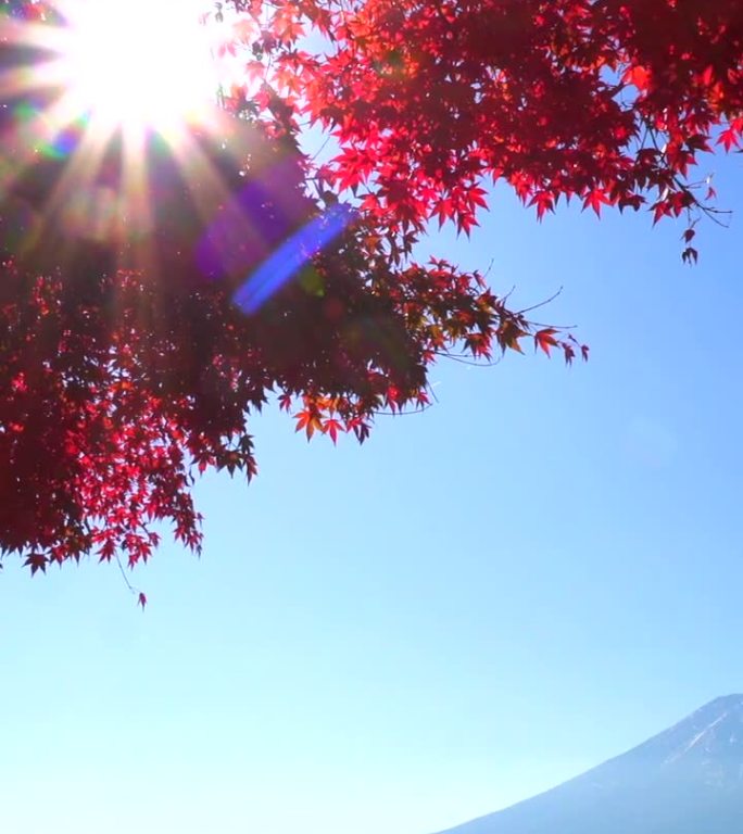 阳光穿过红枫叶与川口湖的富士山