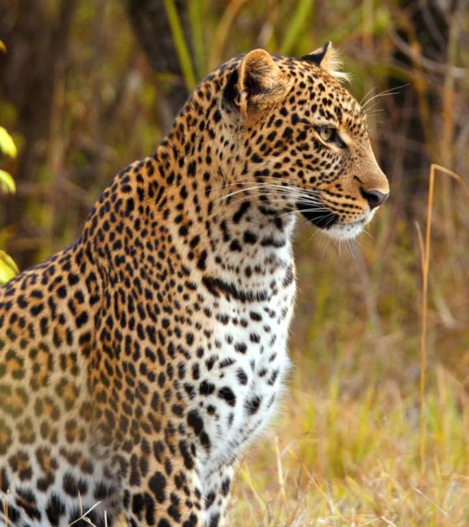 在野生动物保护区的草地上躺着的斑点豹