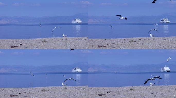 海鸟 飞翔 湖水 青海湖