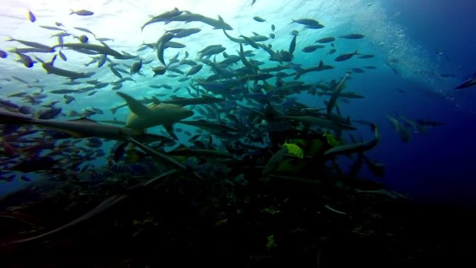 潜水员喂鲨鱼和鱼群在斐济的水下海洋。