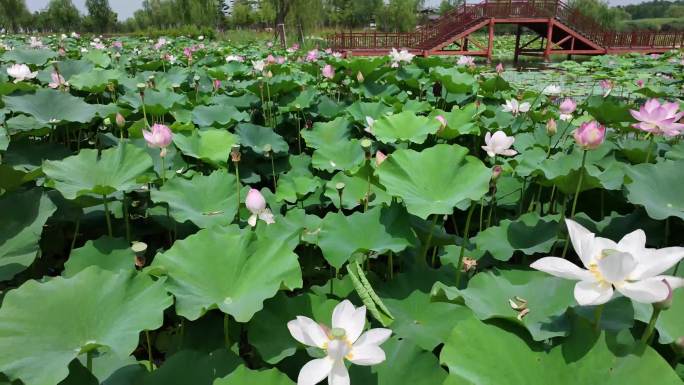 4K荷花湿地航拍自然风光视频素材