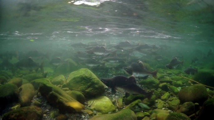 鄂霍次克海水下受伤的鲑鱼，皮肤受损。