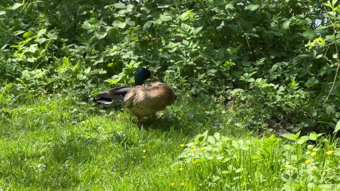 夏天池塘边的一对鸭子