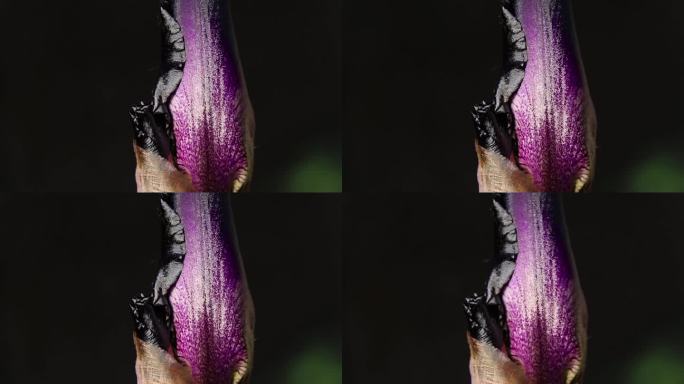 紫花芽公鸡在阳光下微距照片，花的背景，花在春天