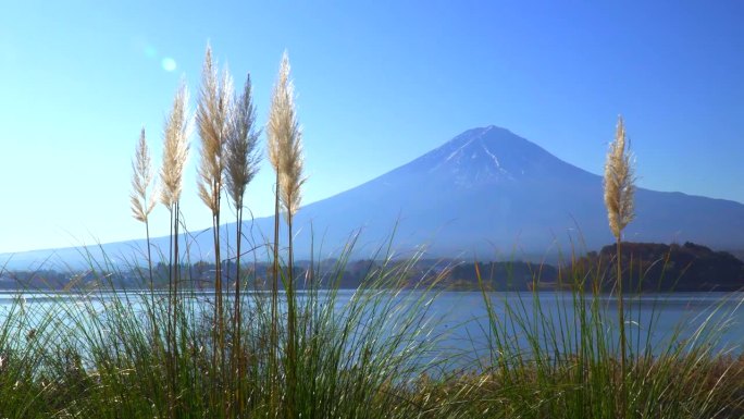 透过秋天的潘帕斯草原，可以看到川口湖和富士山