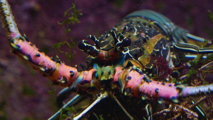 色彩斑斓的龙虾