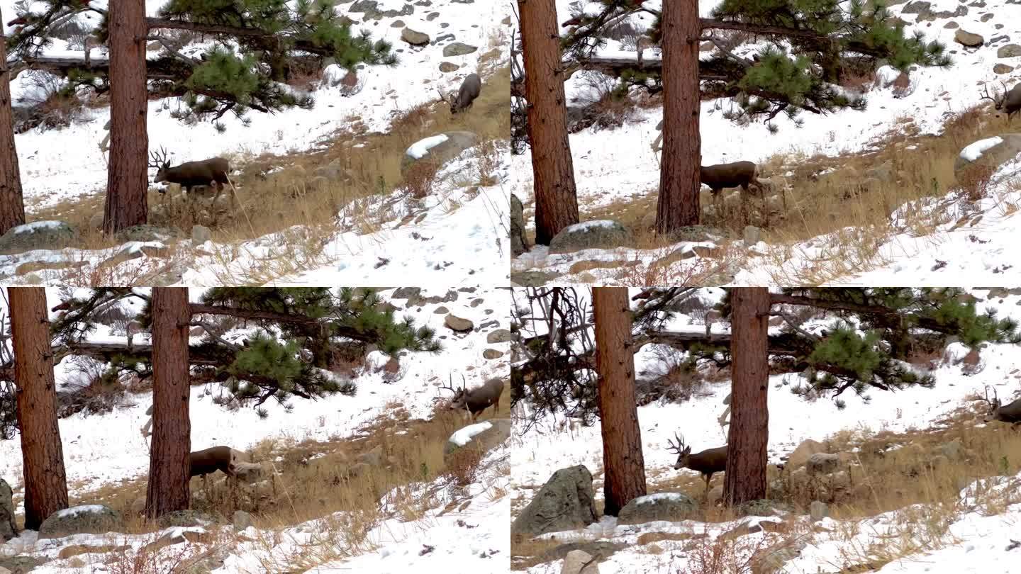落基山国家公园的骡鹿，雄性动物