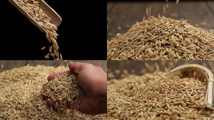 稻谷谷子粗粮带壳大米大米种子升格慢动作