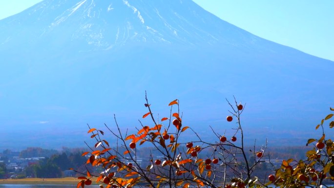 富士山的秋柿子和柿子树