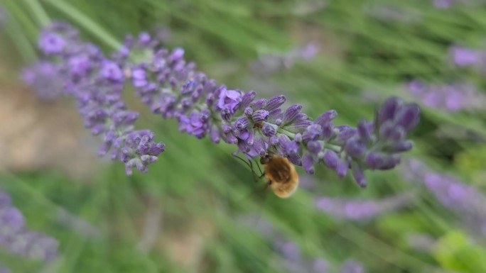 大蜂蝇在薰衣草花上采集花蜜