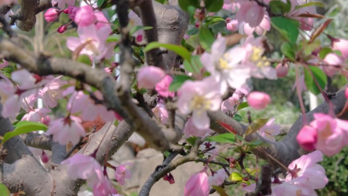 春天秋天樱花树枝叶植物特写风景视频素材4
