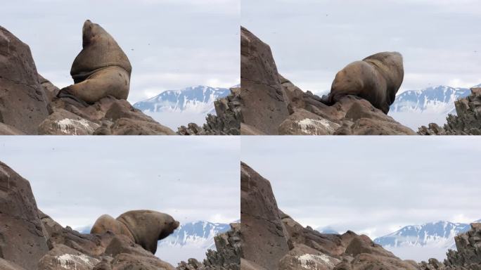 鄂霍次克海海岸边的岩石上，雌耳海豹带着幼崽。