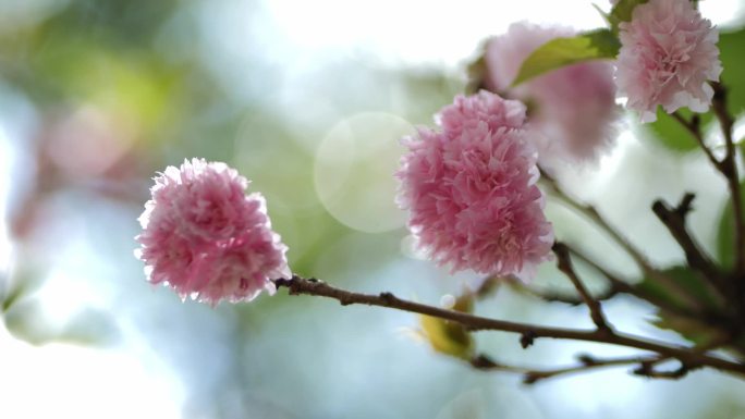 花园 各种鲜花盛开的素材