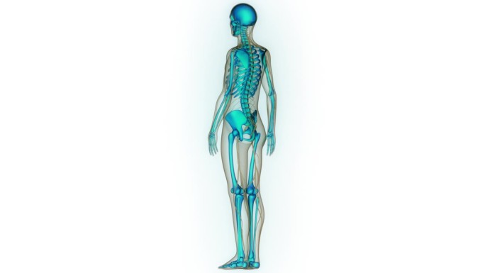 人体骨骼系统骨骼关节解剖动画概念