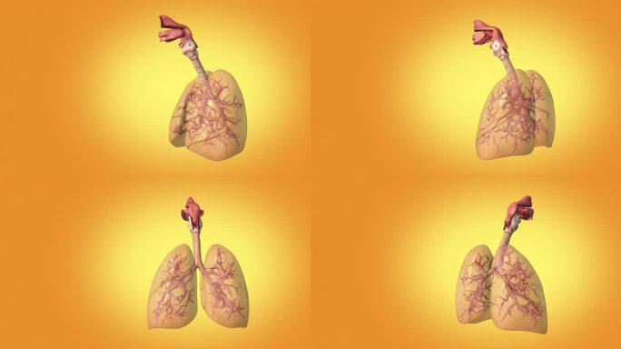 人体肺的三维医学概念