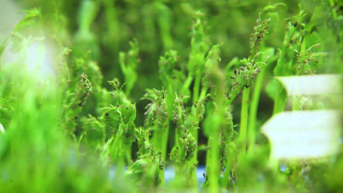 武汉农科院大门和产品空镜