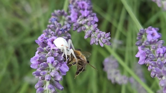 白蟹蛛(Misumena vatia)和它的猎物