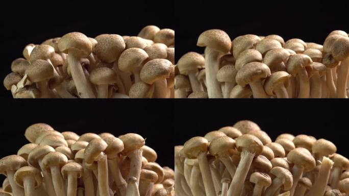 褐山毛榉菇、褐山毛榉菇、褐蛤菇菌丝体在木质背景上旋转。可用于意大利面、炒菜和蘑菇酱