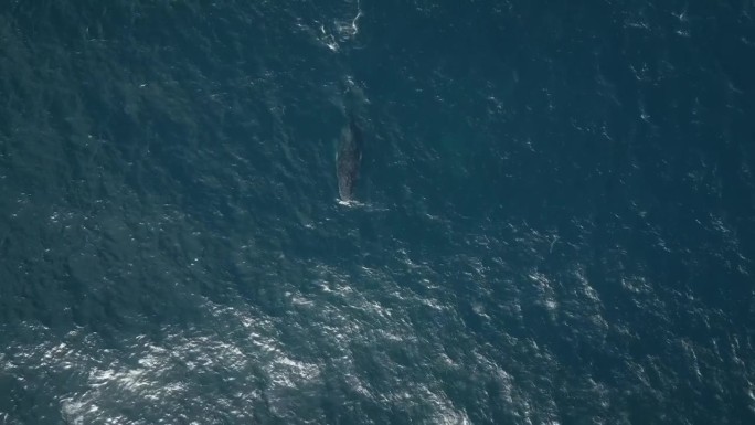 无人机拍摄的鲸鱼在闪亮的海水中跳跃和游泳的画面，作为壁纸