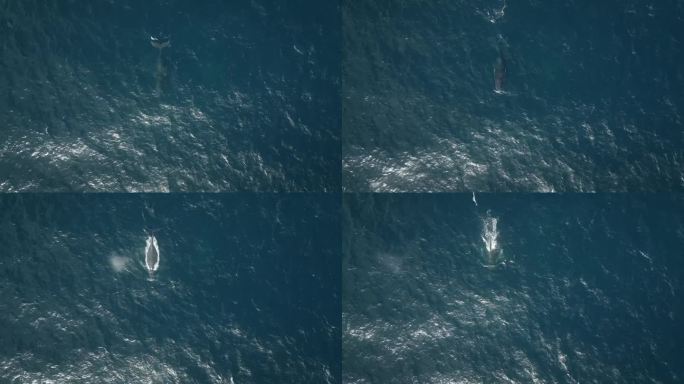 无人机拍摄的鲸鱼在闪亮的海水中跳跃和游泳的画面，作为壁纸