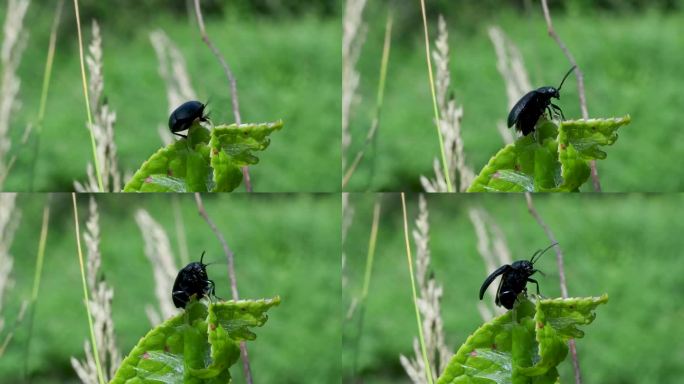 美丽闪亮的黑色甲虫。叶甲虫从一片绿叶上起飞
