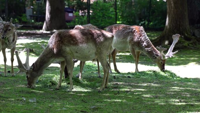 美索不达米亚驼鹿是一种反刍哺乳动物