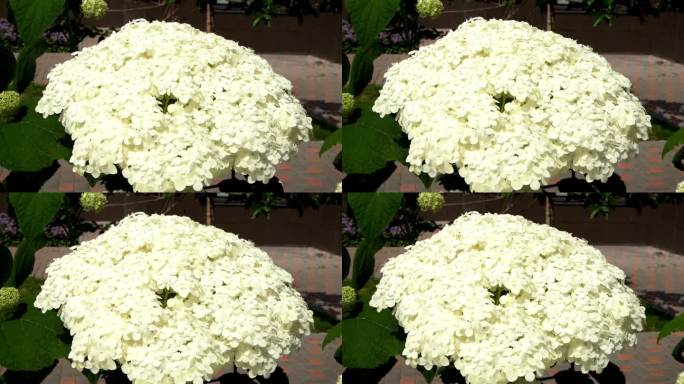 花园里的白色绣球花。巴德，靠近点。种一朵夏天的花。植物花瓣背景