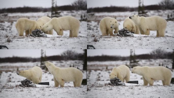初冬在加拿大丘吉尔看到的野生北极熊